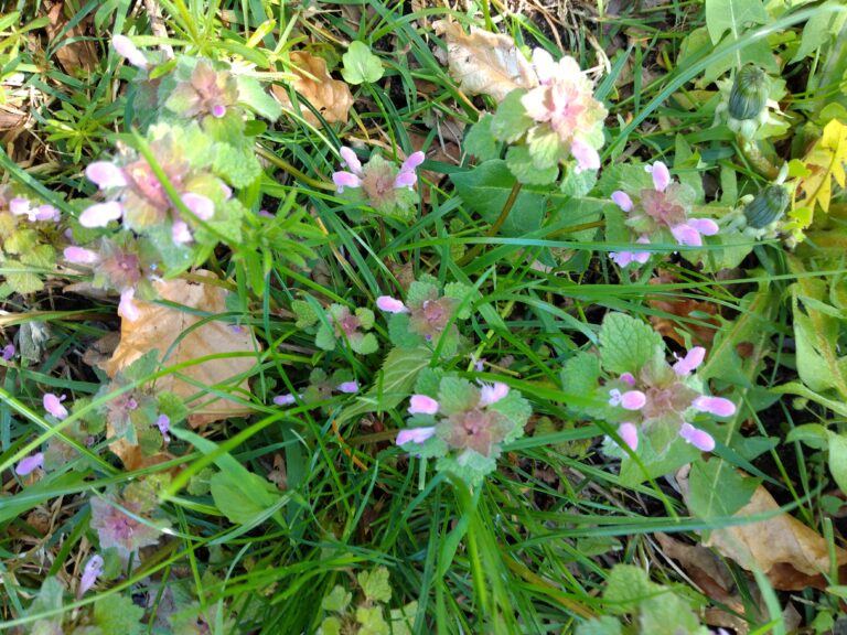 Rød tvetand (Lamium purpureum)