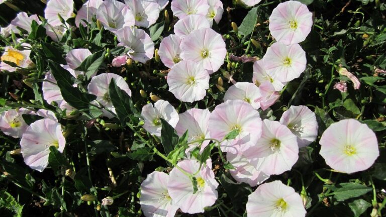 Agersnerle (Convolvulus arvensis)