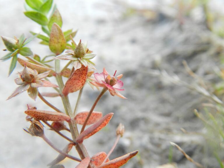 Rød Arve (Anagallis arvensis)