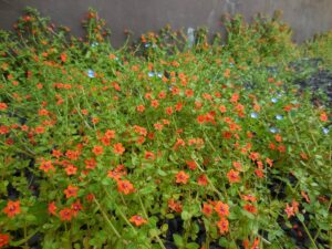 Rød Arve (Anagallis arvensis)