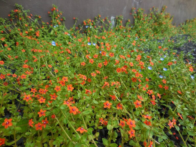 Rød Arve (Anagallis arvensis)