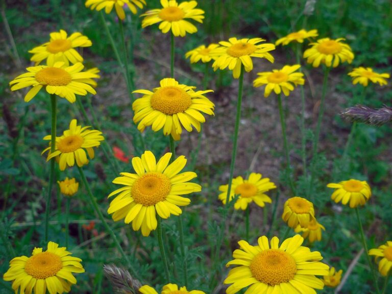Farvegåseurt (Anthemis tinctoria)