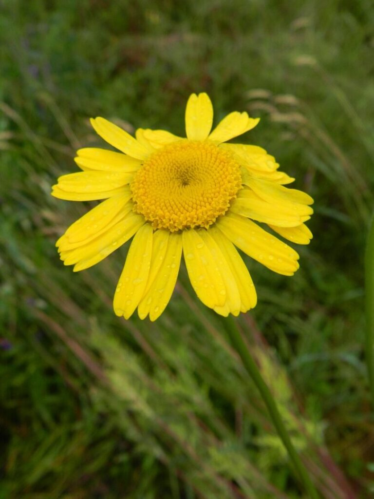 Farvegåseurt (Anthemis tinctoria)