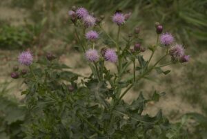 Agertidsel (Cirsium arvense)
