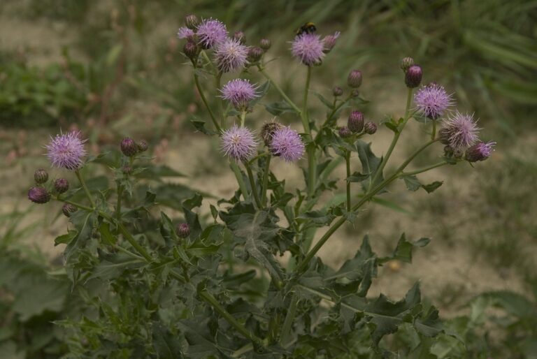 Agertidsel (Cirsium arvense)