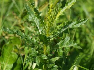 Agertidsel (Cirsium arvense)
