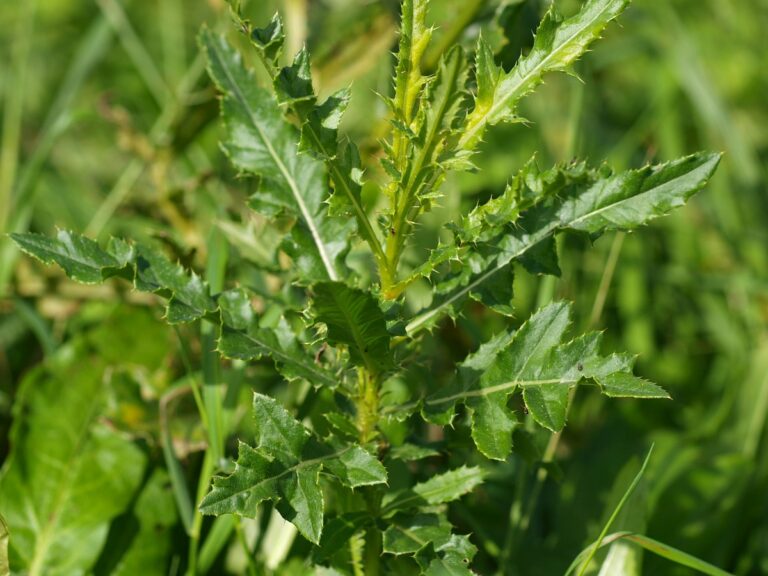 Agertidsel (Cirsium arvense)