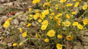 Følfod (Tussilago farfara)