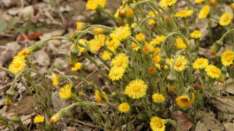 Følfod (Tussilago farfara)