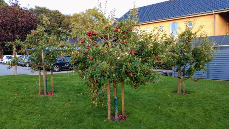 En af de to frugthaver i Børglumparken