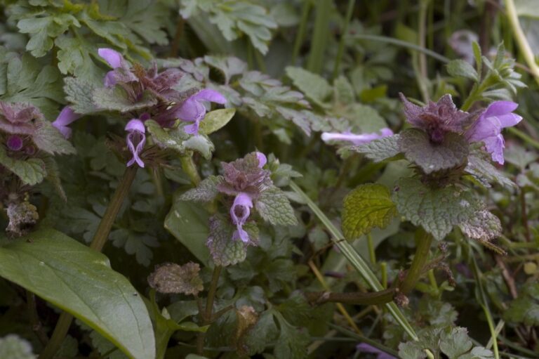 Rød tvetand (Lamium purpureum)