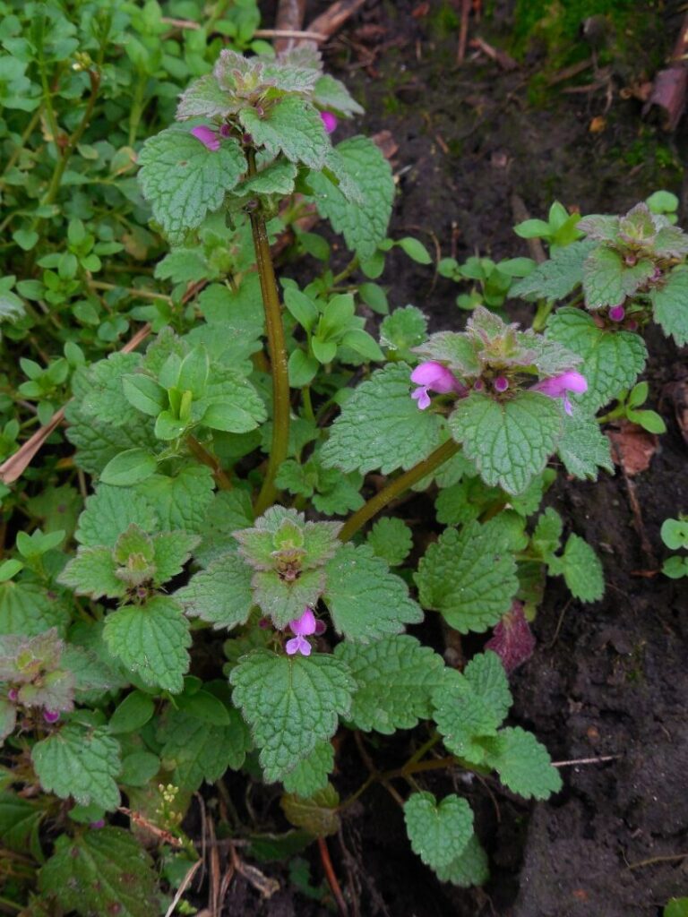 Rød tvetand (Lamium purpureum)