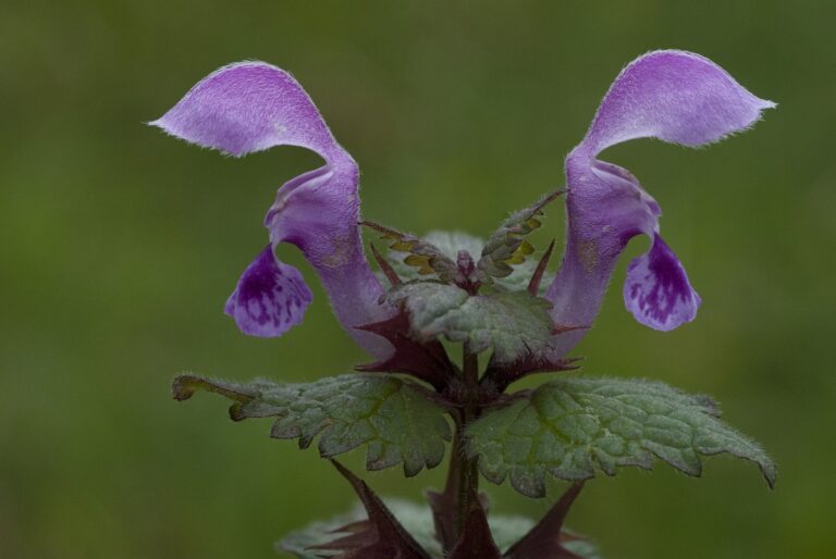 Rød tvetand (Lamium purpureum)