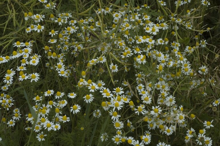 Lugtløs kamille (Tripleurospermum perforatum)