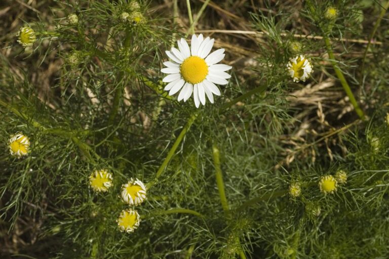 Lugtløs kamille (Tripleurospermum perforatum)