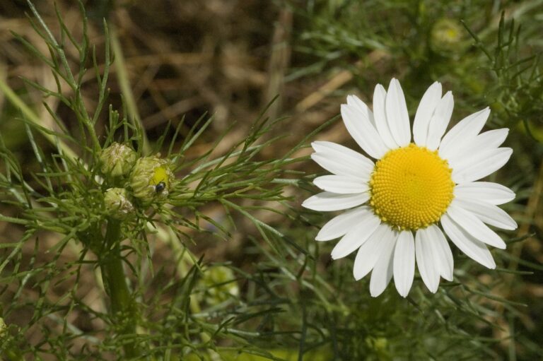 Lugtløs kamille (Tripleurospermum perforatum)