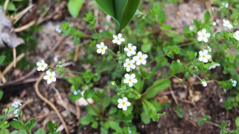 Almindelig fuglegræs (Stellaria media)