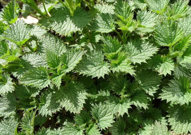 Stor Nælde (Urtica dioica) Urter
