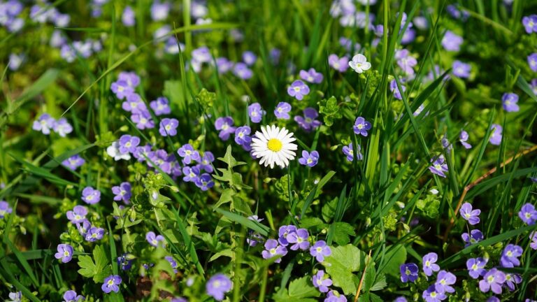 Mark ærenpris - Veronica arvensis