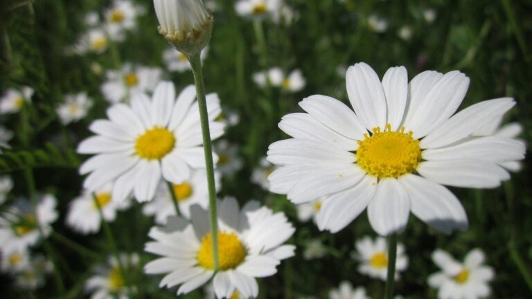 Ager-Gåseurt (Anthemis)
