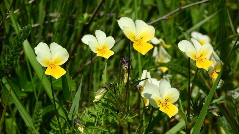 Ager-stedmoderblomst (Viola arvensis)