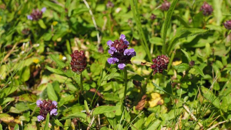 Almindelig brunelle (Prunella vulgaris)