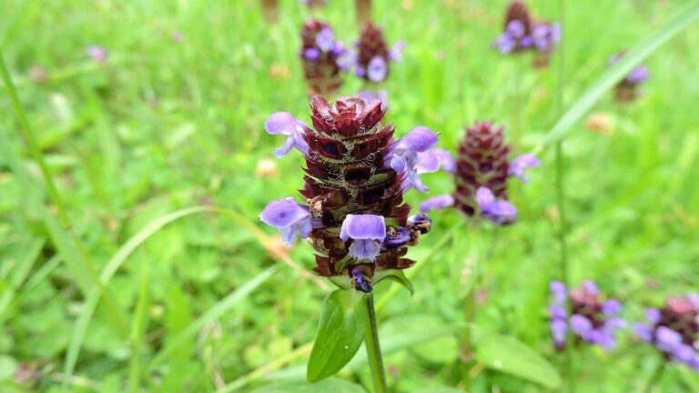Almindelig brunelle (Prunella vulgaris)