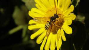 Gul okseøje (Glebionis segetum)