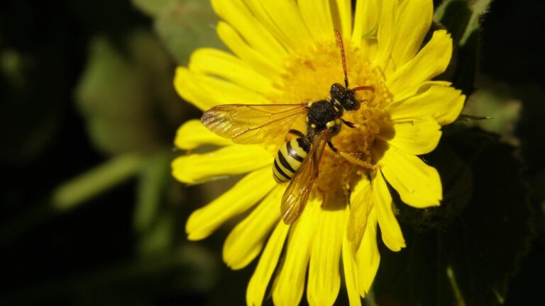 Gul okseøje (Glebionis segetum)