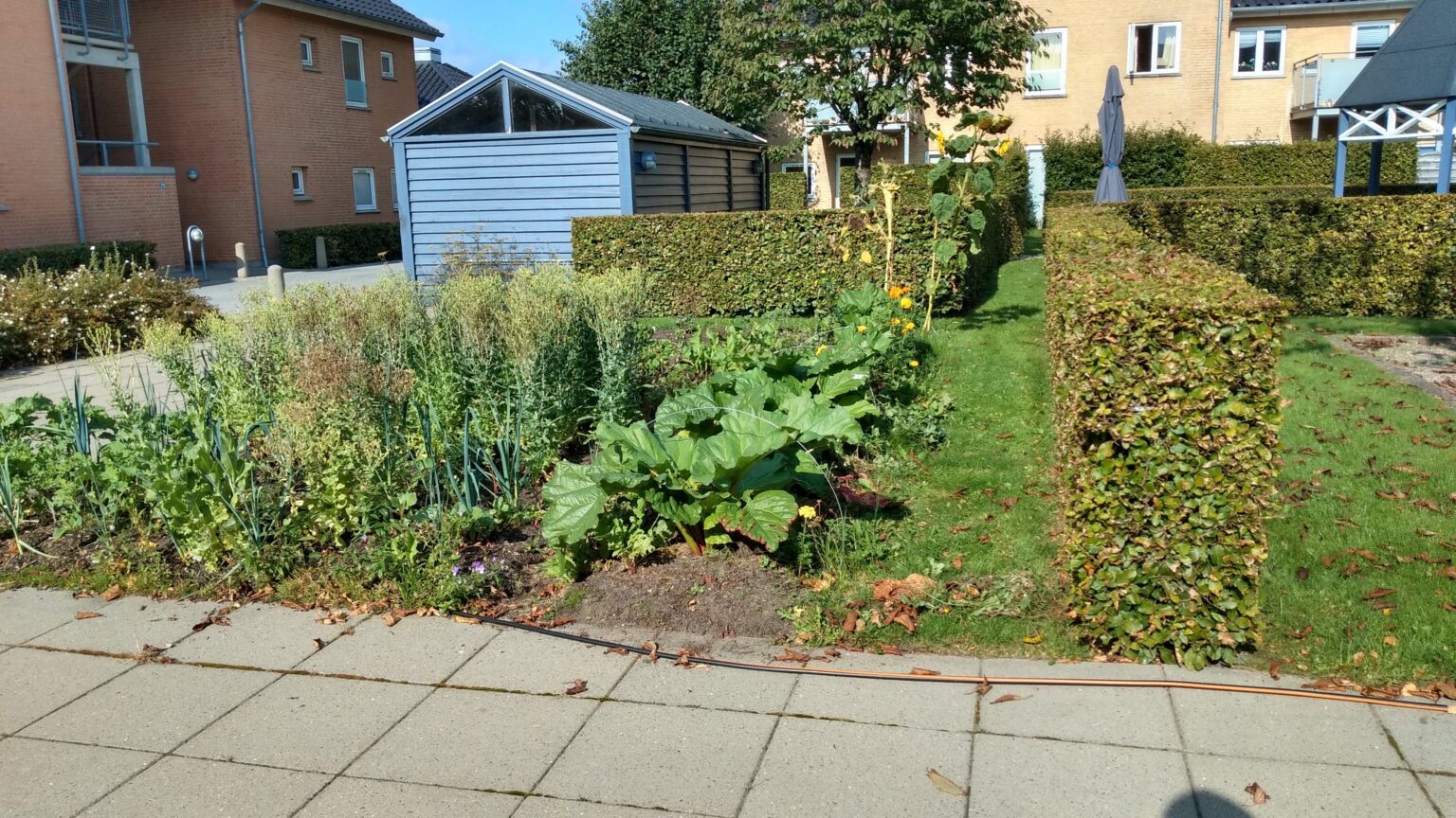 Første havedag 19. marts 6 - Børglumparken Grøntsagshaven september 2020
