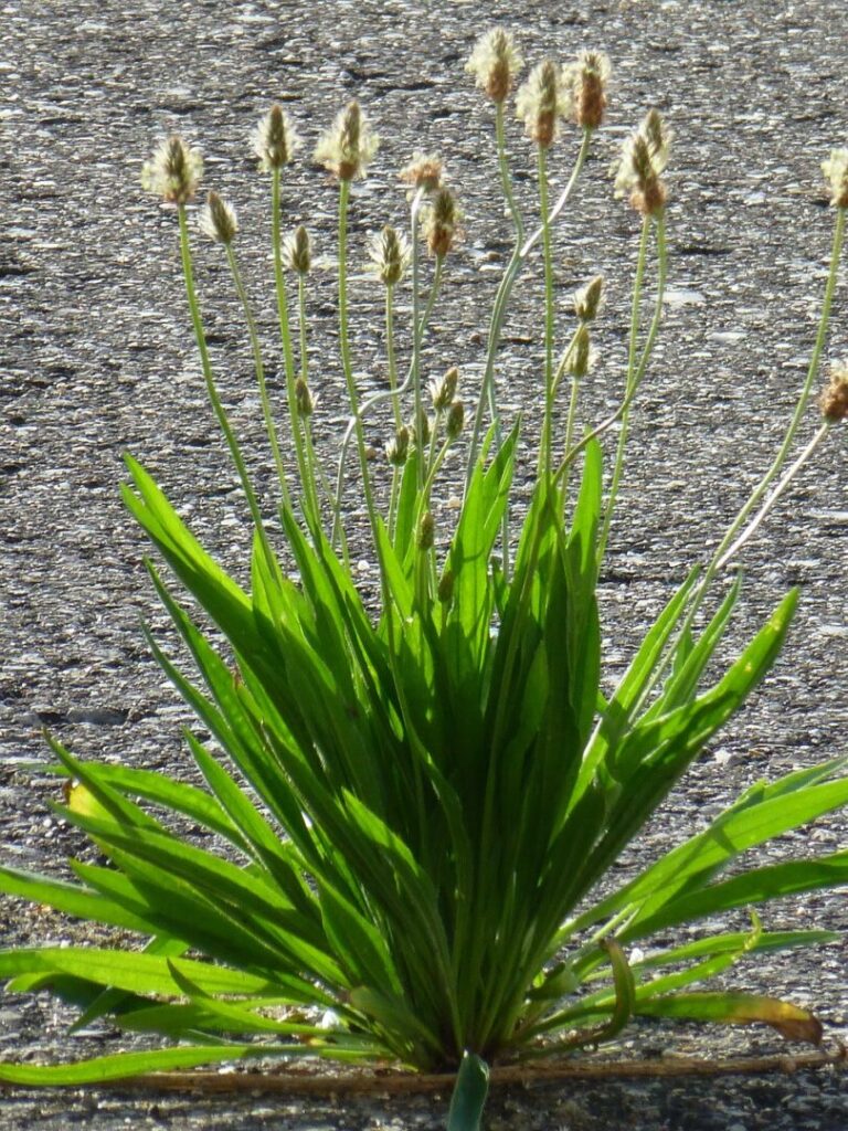 Lancetvejbred (Plantago lanceolata)