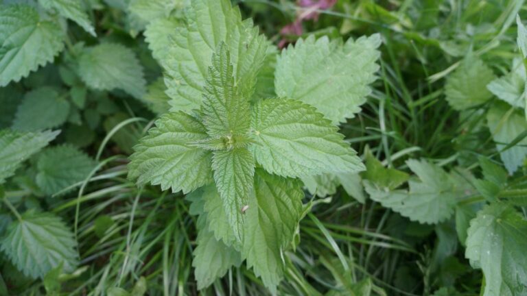 Liden nælde (Urtica urens)