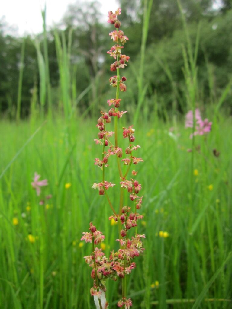 Rødknæ - Rumex acetosella