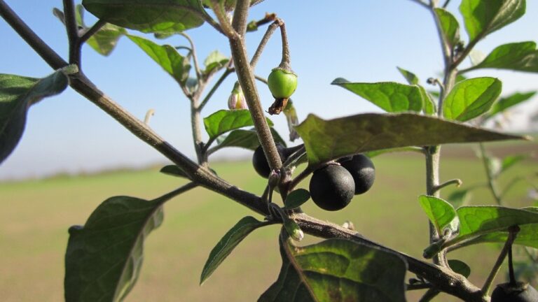 Sort natskygge (Solanum nigrum)
