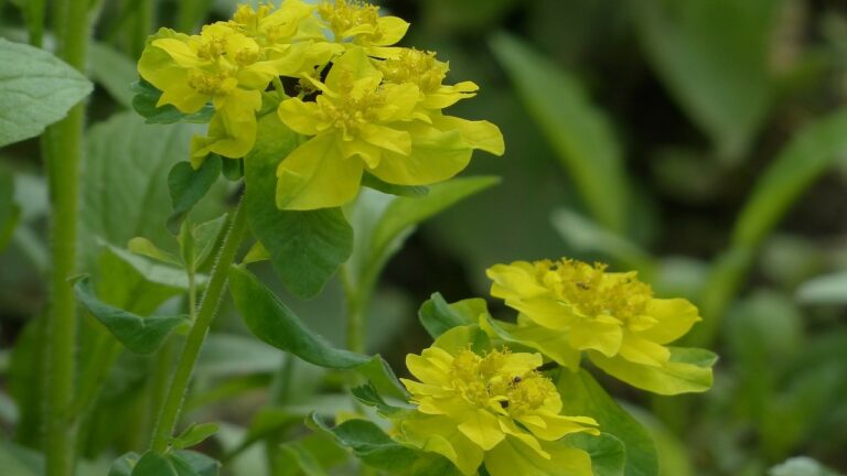 Cypresvortemælk (Euphorbia cyparissias)