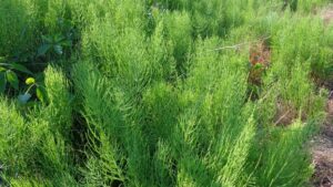 Padderok (Equisetum)