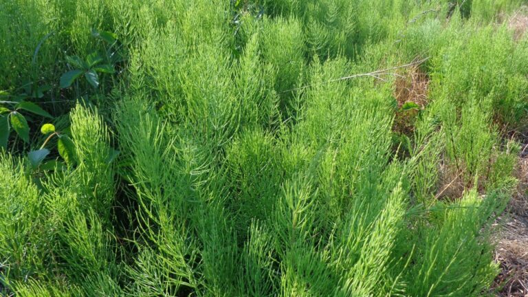 Padderok (Equisetum)