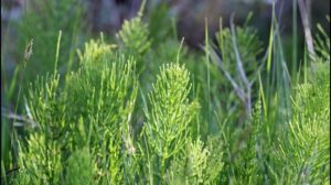 Padderok (Equisetum)