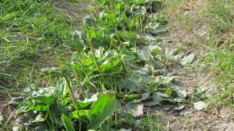 Glat vejbred (Plantago major)