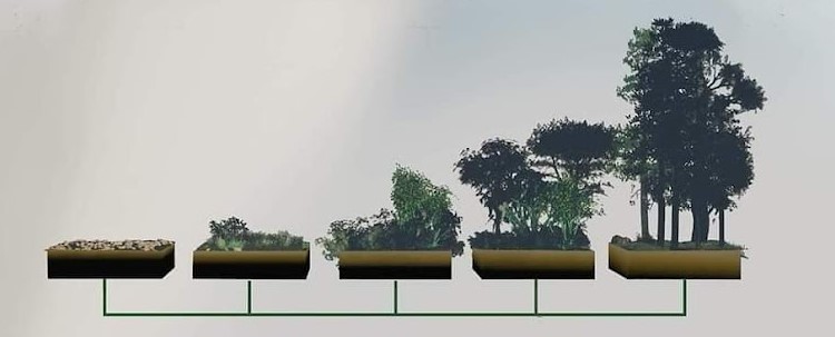 Vores arbejde med skovhaveprojektet 1 - Børglumparken Succession - 1 - Børglumparken
