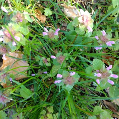 Rød tvetand (Lamium purpureum)
