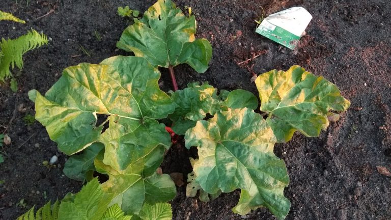 Rabarberplante fra grøntsagshaven