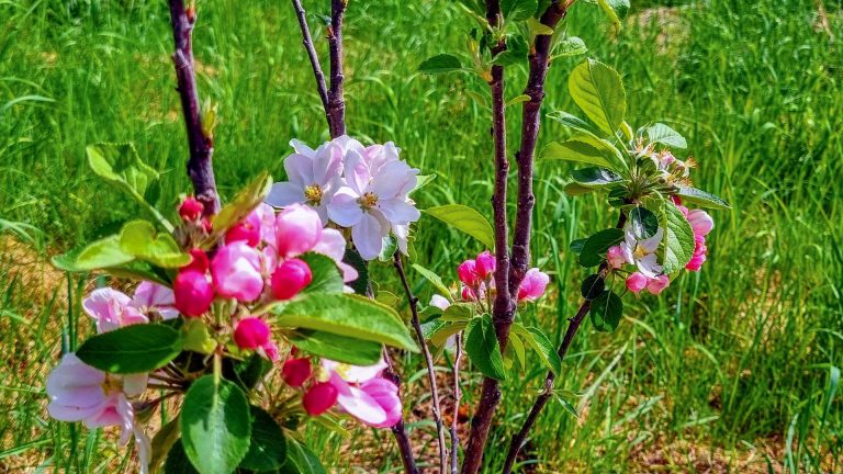 Æbleblomster