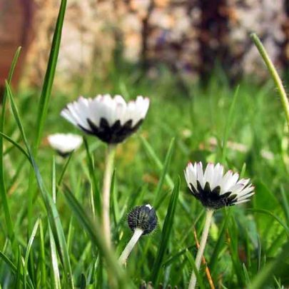 Bellis / tusindfryd
