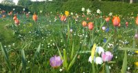 Blomsterplæne i fuld flor