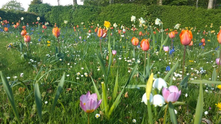 Blomsterplæne i fuld flor