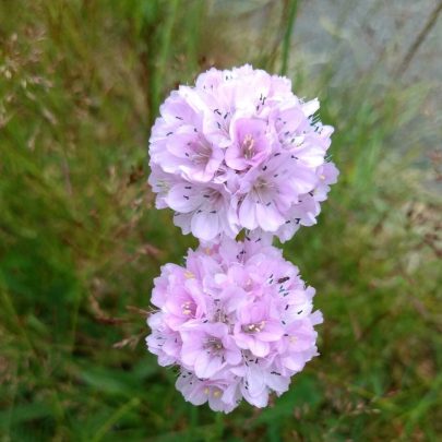 Engelskgræs-blomst