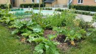 Børglumparkens lille have med fælles grøntsager