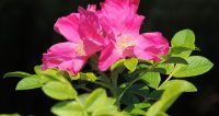 Hybenrose