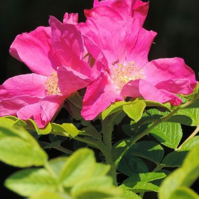 Hybenrose